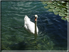 foto Lago di Bled